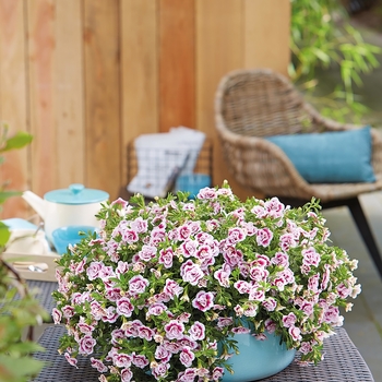 Calibrachoa MiniFamous® 'Uno Double Pinktastic' (129721)