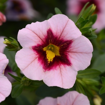 Calibrachoa MiniFamous® 'Uno Pink Strike' (129729)