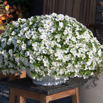 Calibrachoa MiniFamous® 'Uno White' (129735)