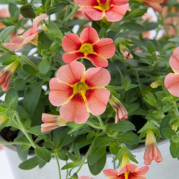 Calibrachoa StarShine™ 'Apricot' (129739)