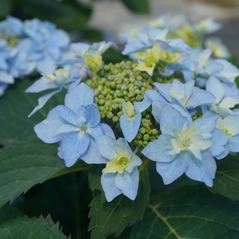 Hydrangea serrata 'Tuff Stuff Ah-Ha®' (129746)