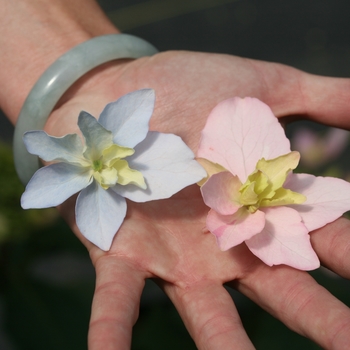 Hydrangea serrata 'Tuff Stuff Ah-Ha®' (129748)