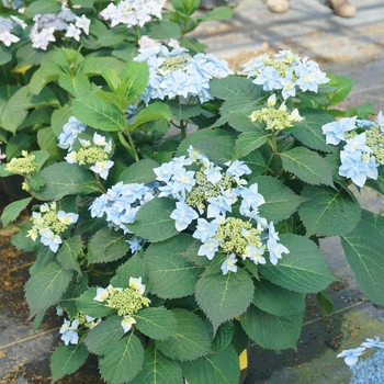 Hydrangea serrata 'Tuff Stuff Ah-Ha®' (129749)