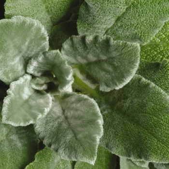 Stachys byzantina 'Fuzzy Wuzzy' (129754)