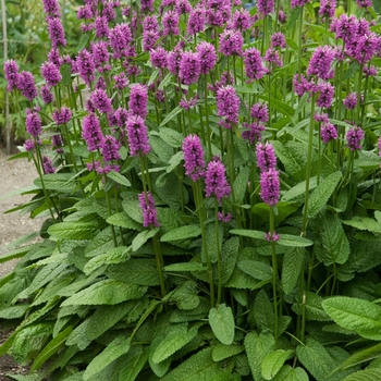 Stachys monieri 'Hummelo' (129758)