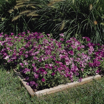 Phlox drummondii 21st Century 'Blue' (129777)