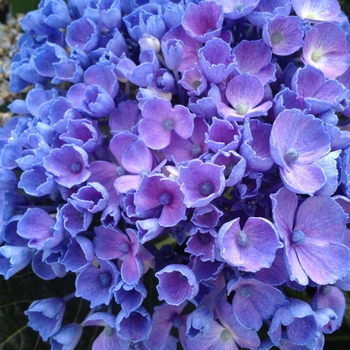 Hydrangea macrophylla Let's Dance® 'Rhythmic Blue®' (129809)