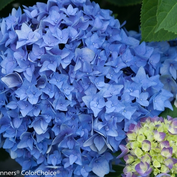 Hydrangea macrophylla Let's Dance® 'Rhythmic Blue®' (129811)