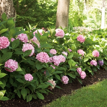 Hydrangea macrophylla Let's Dance® 'Big Easy®' (129812)