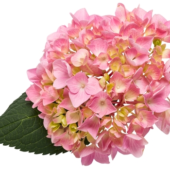 Hydrangea macrophylla Let's Dance® 'Big Easy®' (129813)