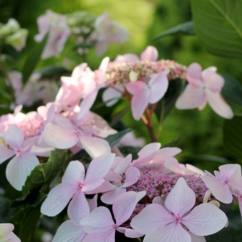 Hydrangea macrophylla Let's Dance Diva!® '' (129814)