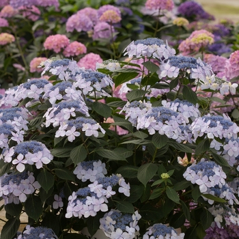 Hydrangea macrophylla Let's Dance Diva!® '' (129815)