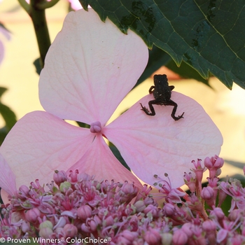 Hydrangea macrophylla Let's Dance Diva!® '' (129816)