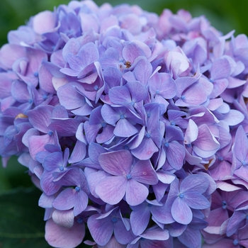 Hydrangea macrophylla Let's Dance® 'Moonlight' (129818)