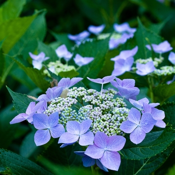 Hydrangea macrophylla Let's Dance® 'Starlight' (129819)