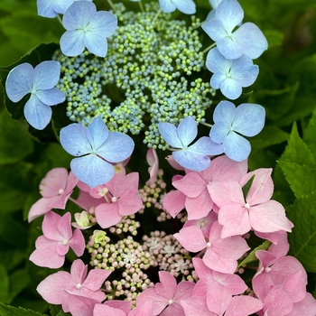 Hydrangea macrophylla Let's Dance® 'Starlight' (129821)