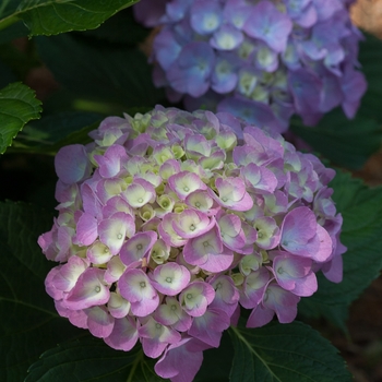 Hydrangea macrophylla Cityline® 'Berlin' (129822)