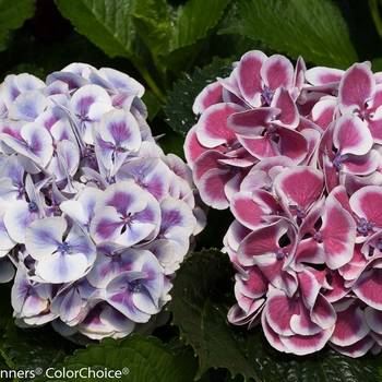 Hydrangea macrophylla Cityline® 'Mars' (129825)