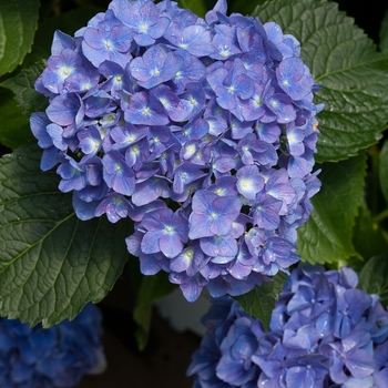 Hydrangea macrophylla Cityline® 'Rio' (129828)