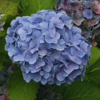 Hydrangea macrophylla Cityline® 'Vienna' (129834)