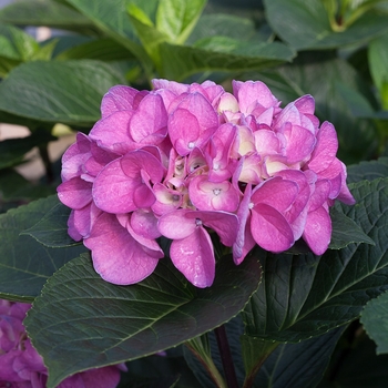 Hydrangea macrophylla Abracadabra® 'Orb' (129839)