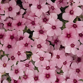 Phlox drummondii 21st Century 'Rose Star' (129842)