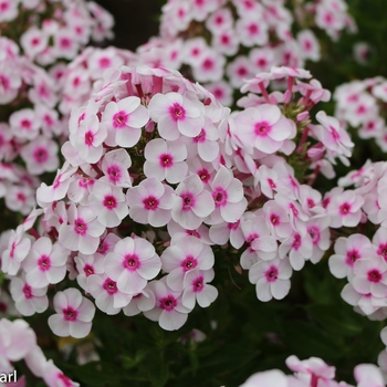 Phlox paniculata 'Cherry Cream' (129851)