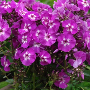 Phlox paniculata Top Shelf 'Purple Kiss' (129857)