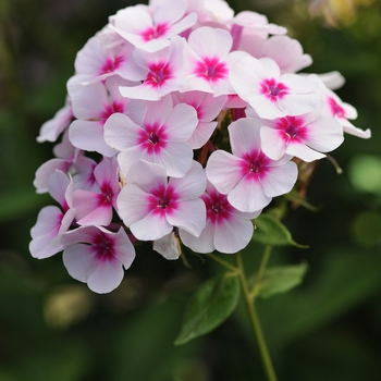 Phlox paniculata 'Swizzle' (129860)