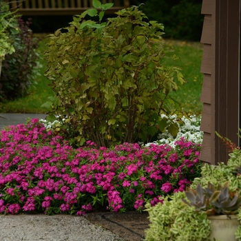 Phlox Gisele™ 'Hot Pink' (129862)