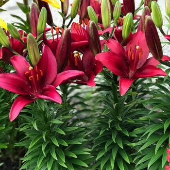 Lilium asiaticum Lily Looks 'Tiny Ghost' (129870)