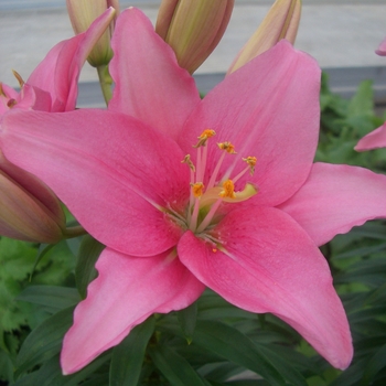 Lilium asiaticum Lily Looks 'Tiny Icon' (129871)