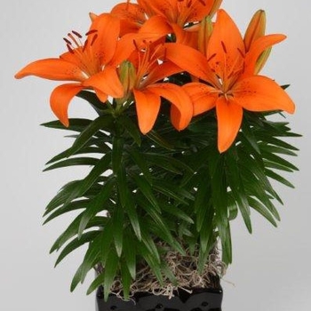 Lilium asiaticum Lily Looks 'Tiny Invader' (129872)