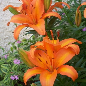 Lilium asiaticum Lily Looks 'Tiny Skyline' (129876)