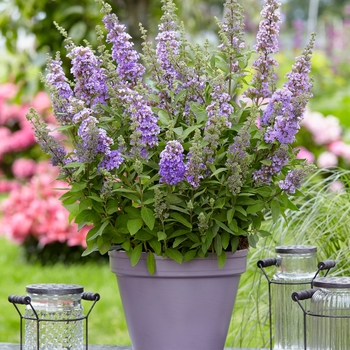 Buddleia 'High Five™ Purple' (129889)