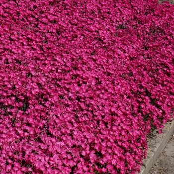 Dianthus Vivid™ 'Bright Light' (129899)