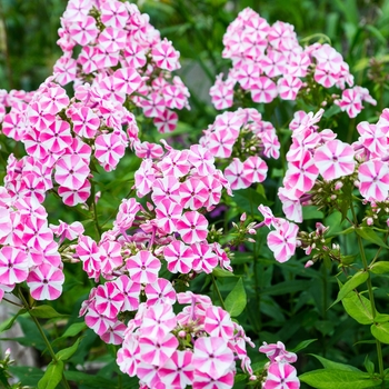 Phlox maculata 'Natasha' (129929)