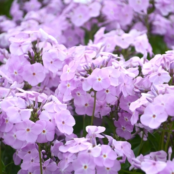 Phlox paniculata 'Amethyst Pearl' (129930)