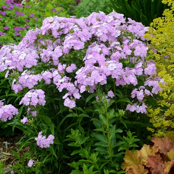 Phlox paniculata 'Amethyst Pearl' (129932)