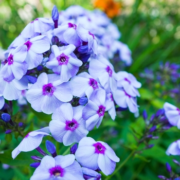 Phlox paniculata 'Blue Boy' (129933)