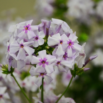 Phlox paniculata 'Fashionably Early Lavender Ice' (129940)