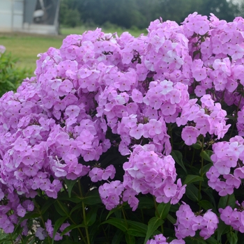 Phlox paniculata 'Fashionably Early Princess' (129942)