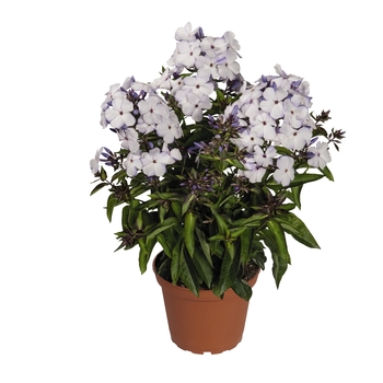 Phlox paniculata Flame™ 'Blue Flame®' (129944)