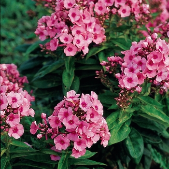 Phlox paniculata Flame™ 'Light Pink' (129948)