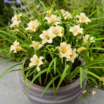 Hemerocallis EveryDaylily® 'Cream' (130026)