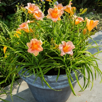 Hemerocallis EveryDaylily® 'Pink Wing' (130030)