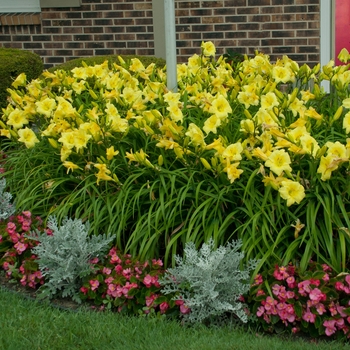 Hemerocallis Rainbow Rhythm® 'Going Bananas' (130039)