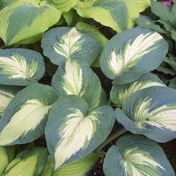 Hosta Shadowland® 'Hudson Bay' (130041)