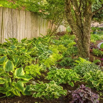 Hosta Shadowland® 'Hudson Bay' (130042)