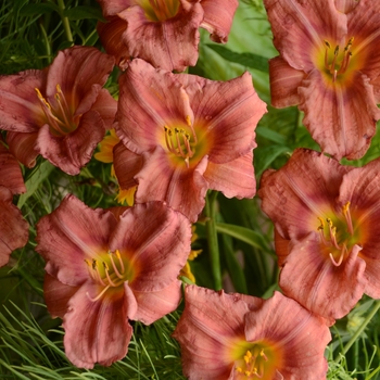 Hemerocallis 'Rosy Returns' (130050)